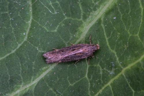 Aroga velocella